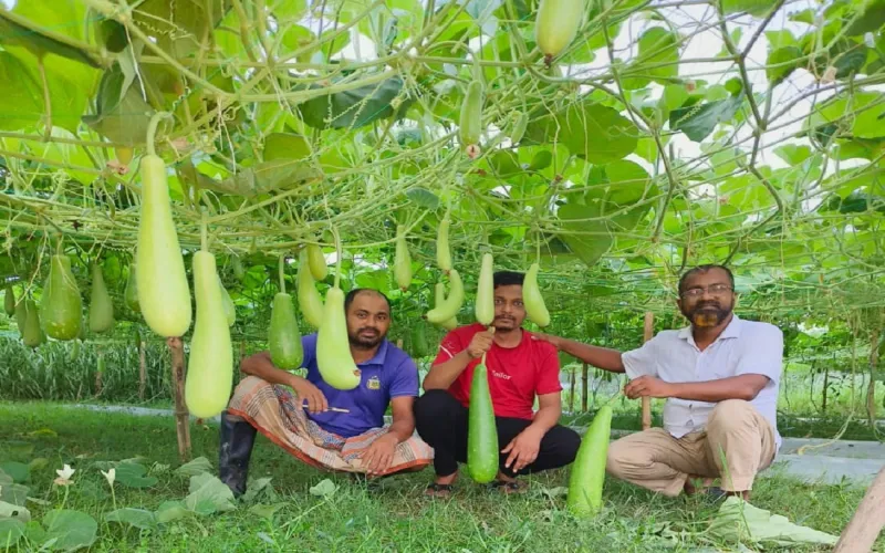 লাউ চাষে বাজিমাত ১৫ হাজার খরচে লাখ টাকা বিক্রী