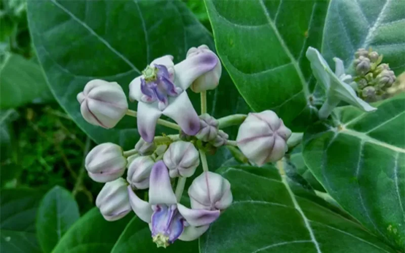 মুহূর্তের মধ্যে দাঁতের ব্যথা কমিয়ে দেবে এই গাছের রস