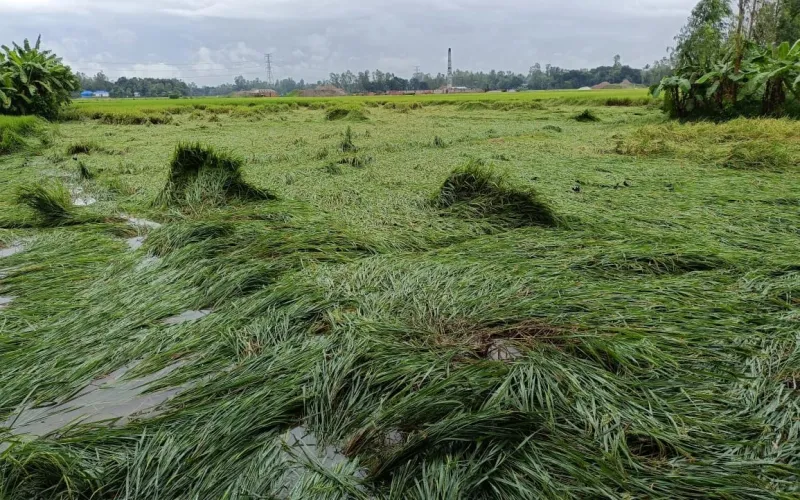 অসময়ের বৃষ্টিতে সিরাজগঞ্জে আমন ধান তলিয়ে গেছে, হতাশায় শত শত কৃষক